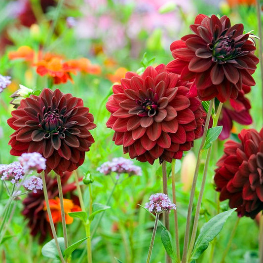 Comment planter une dahlia