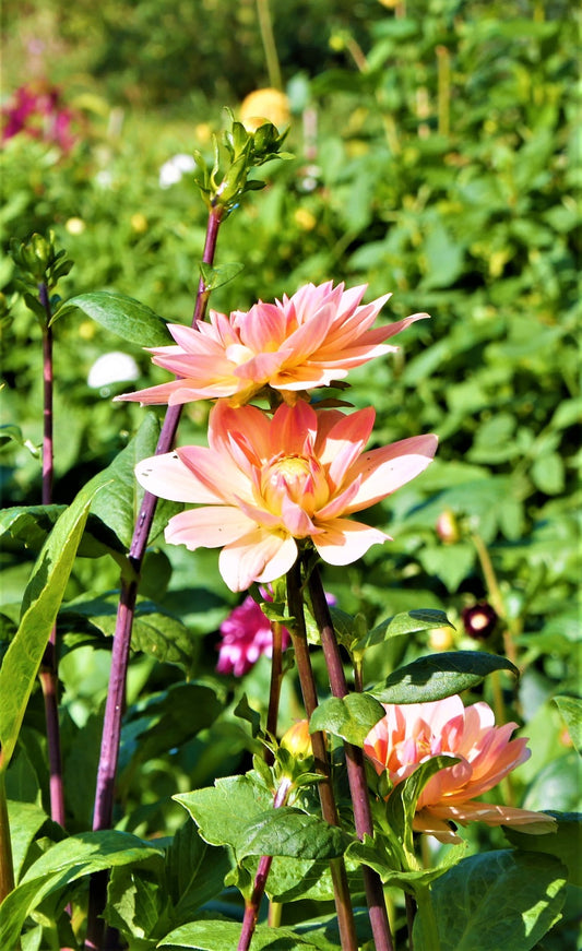 Différentes variétés de dahlia