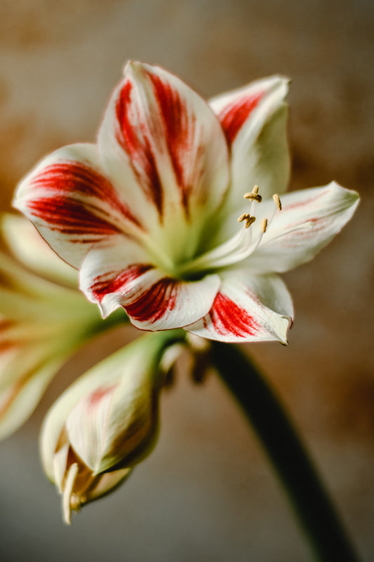 Les secrets de la réussite de l'Amaryllis : Plantation, soins et floraison