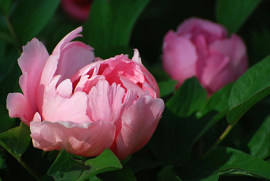 Les secrets de la réussite de Pivoines : Plantation, soins et floraison
