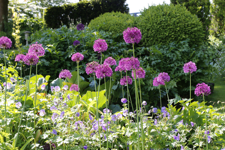 Les Alliums