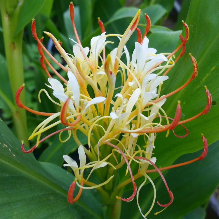 Hedychium ou gingembre ornemental