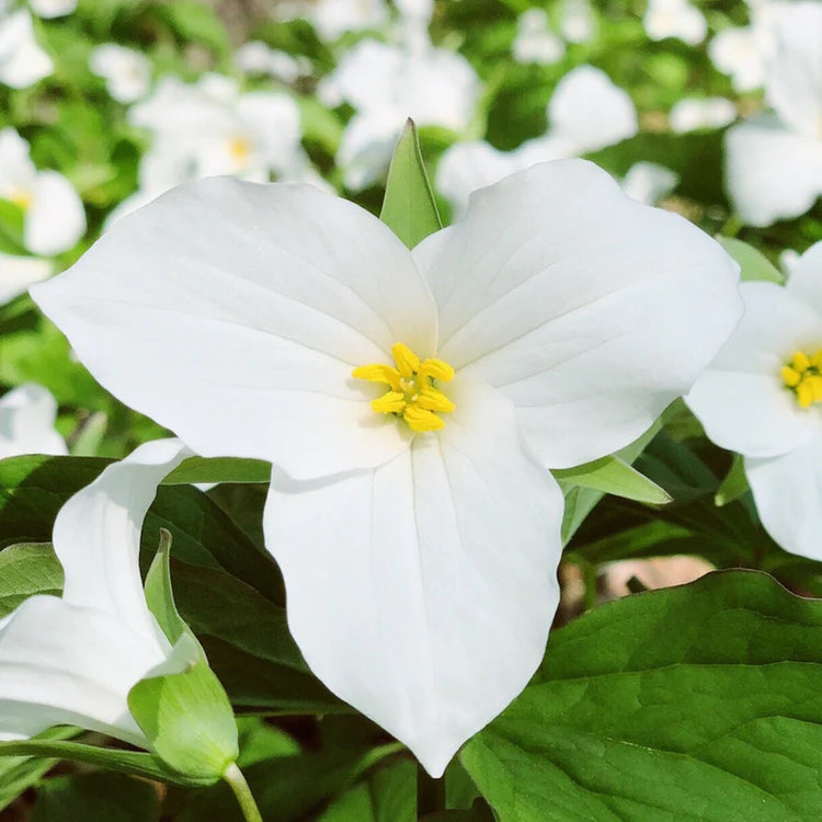 Trillium