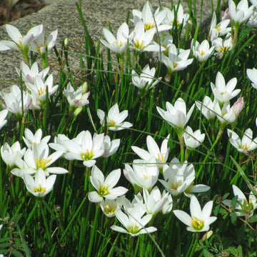 Le Zephyranthes ou lis Zéphyr