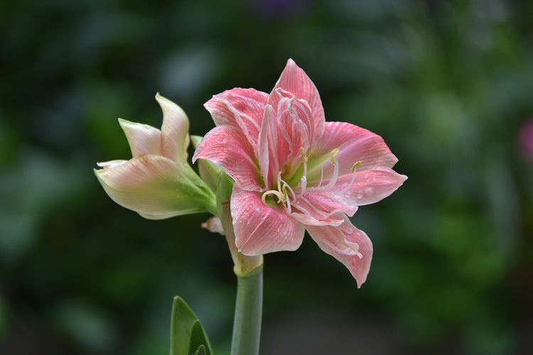 Hippeastrum - Amaryllis