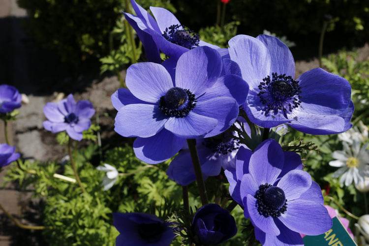 Anemones