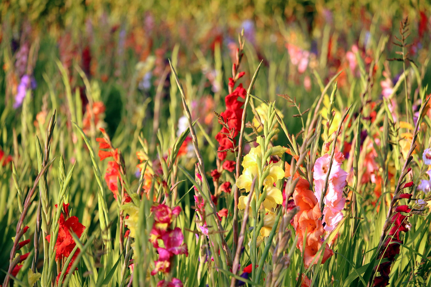 Bulbes à floraison estivale