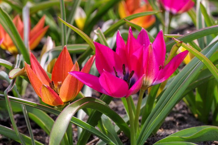 Tulipe Botanique