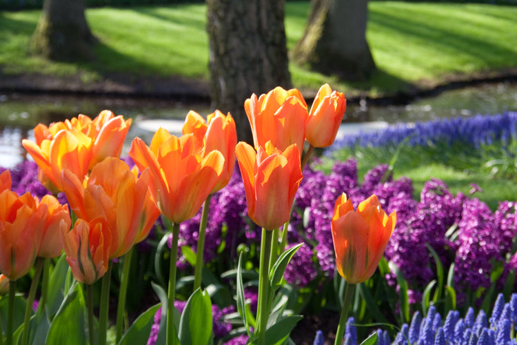 Bulbes à floraison de printemps