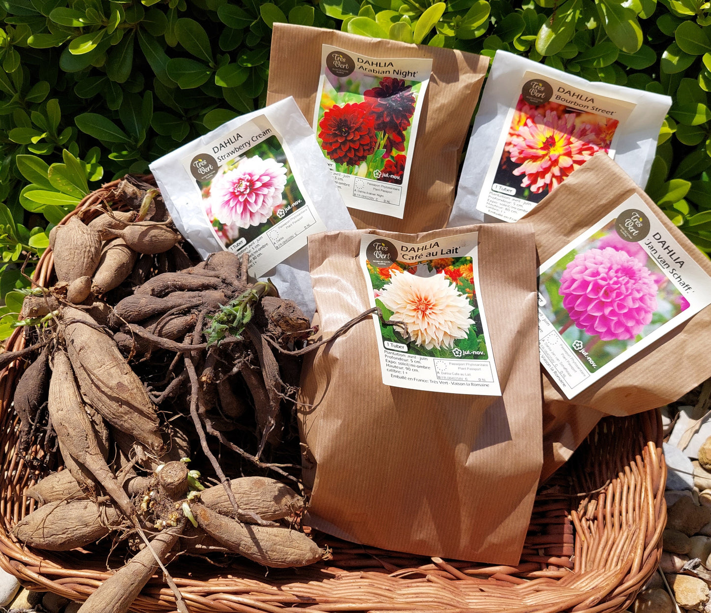 Mélange de Dahlias
