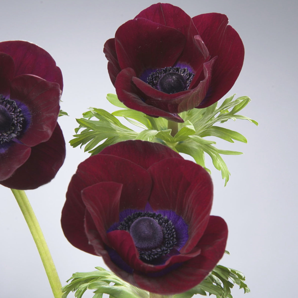 Anemone Meron Bordeaux Vin, Anémone