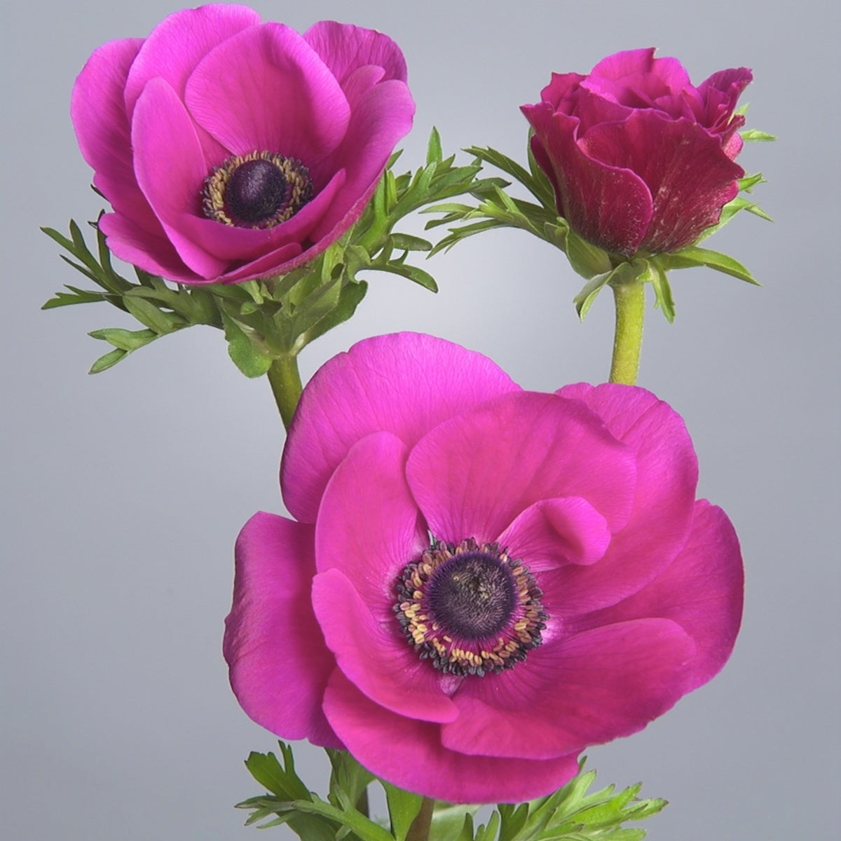 Anemone Galilee Rose Cyclamen, Anémone
