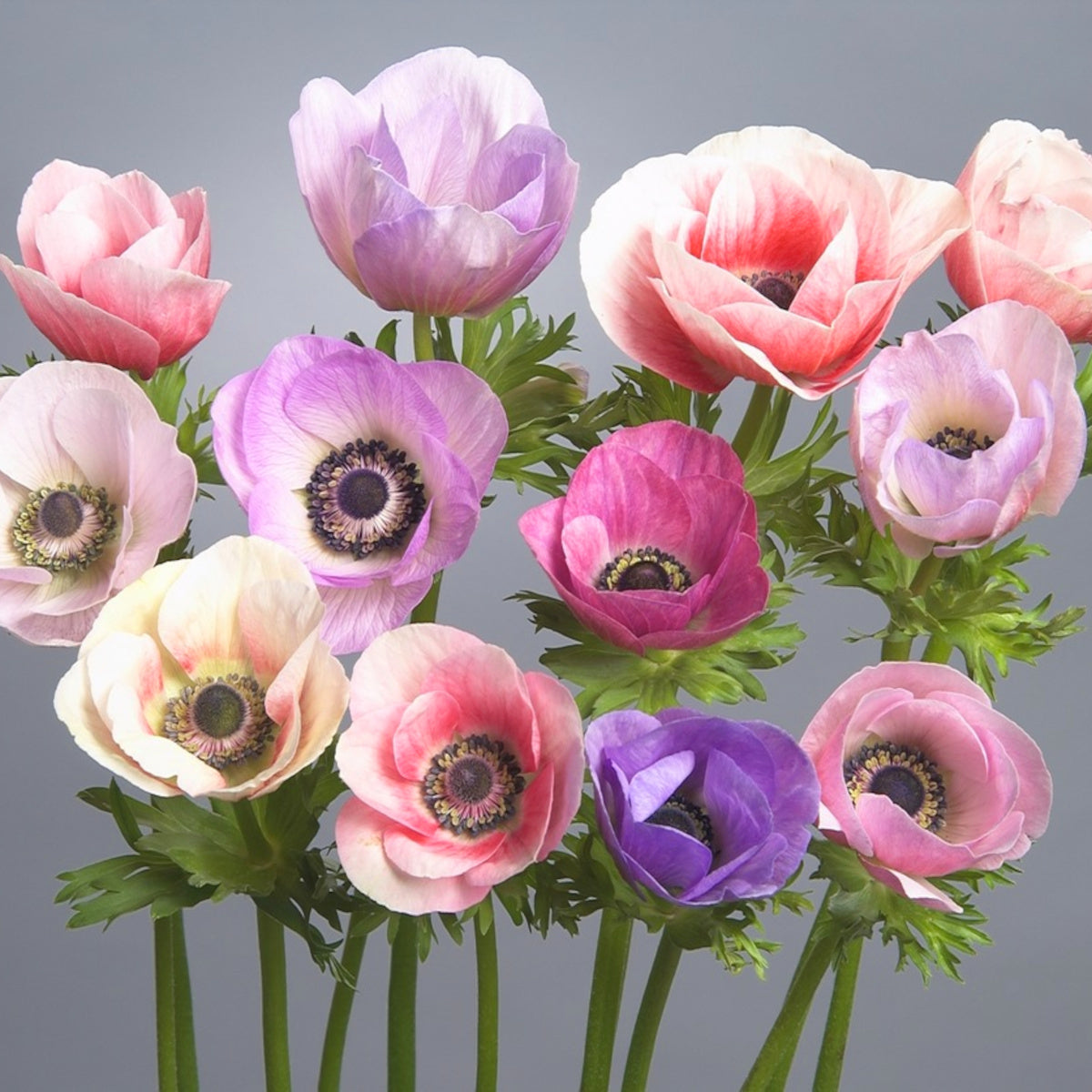 Anemone Galilee Pastels, Anémone