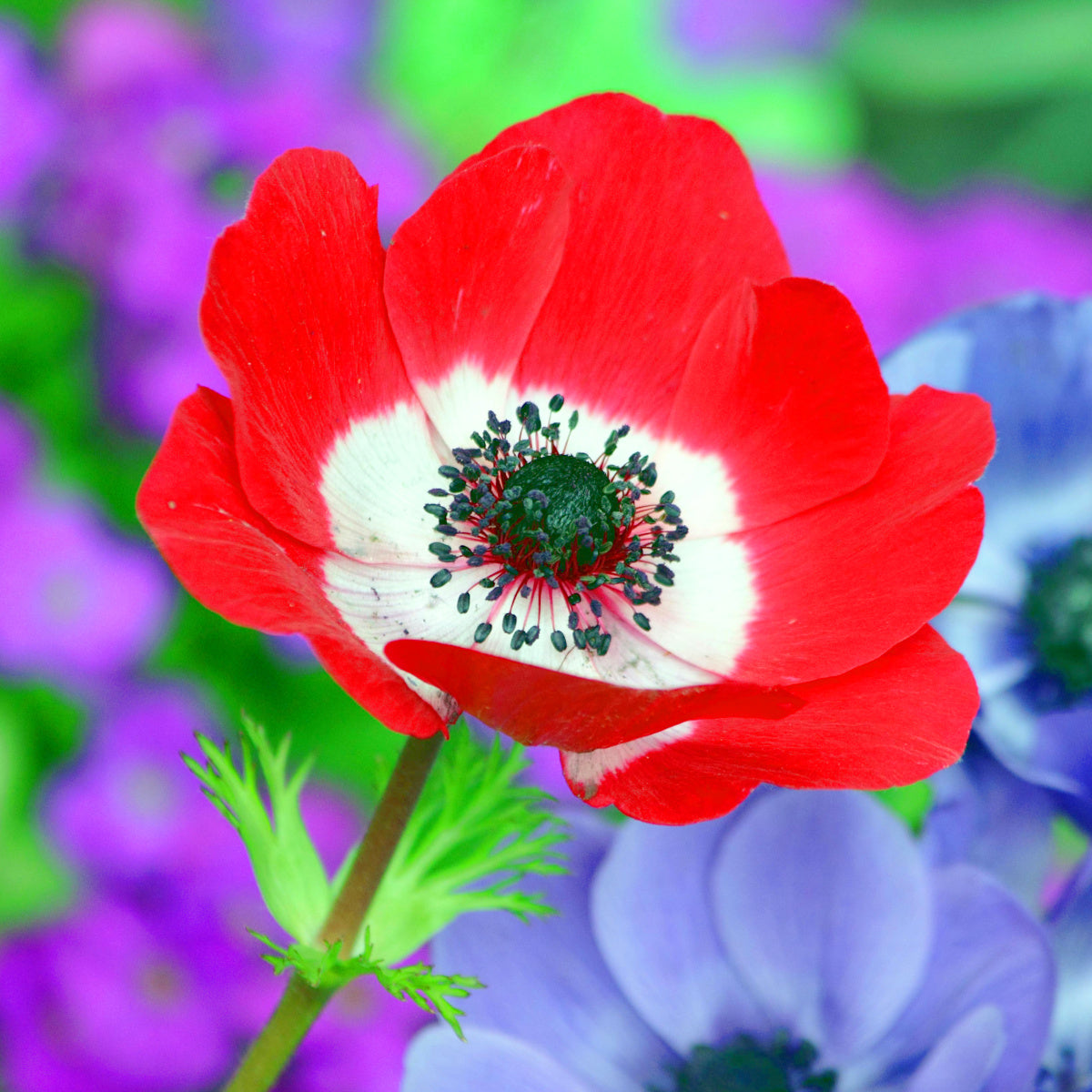 Anemone de fleuriste - coronaria Hollandia rouge