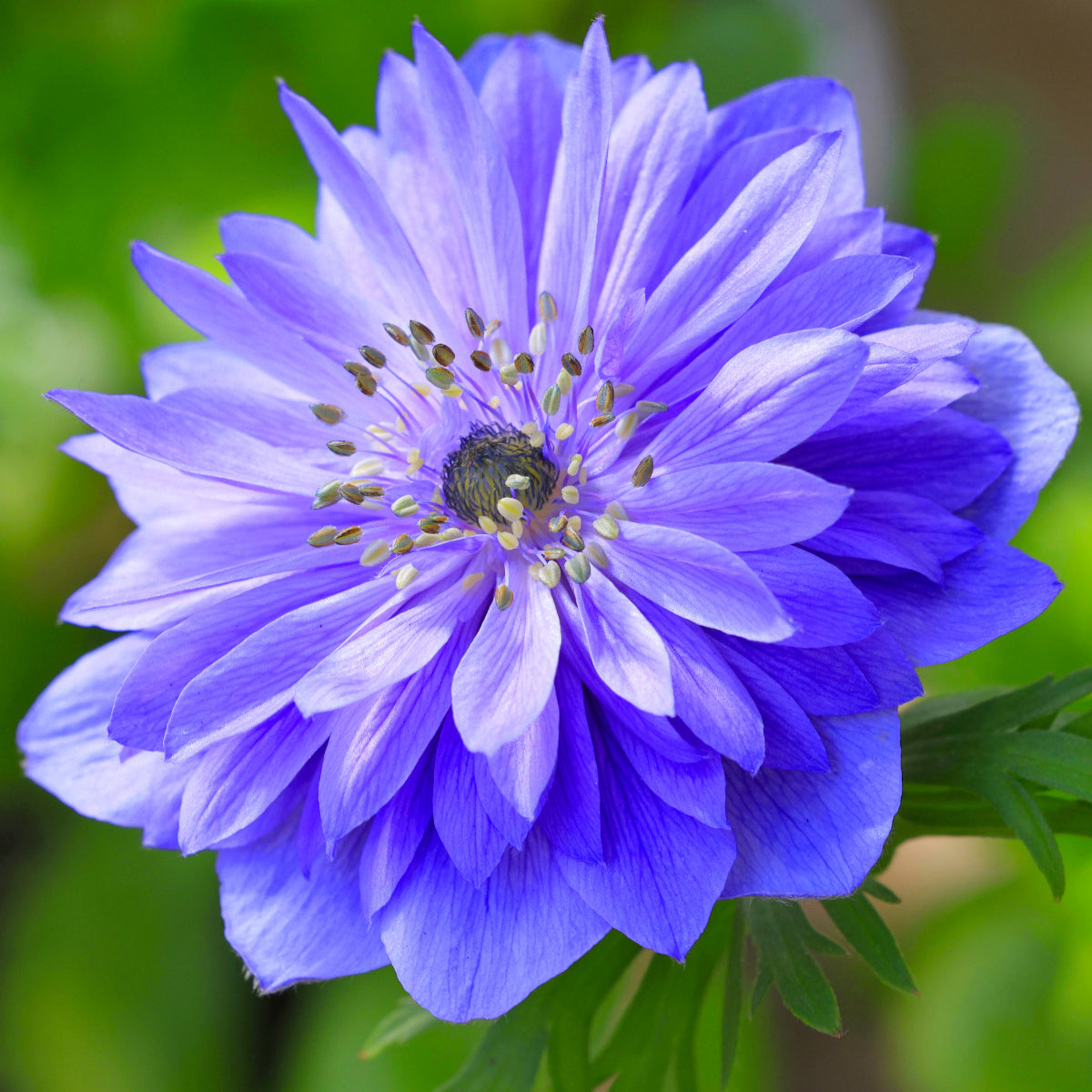 Anemone de fleuriste - coronaria Lord Lieutenant double bleu