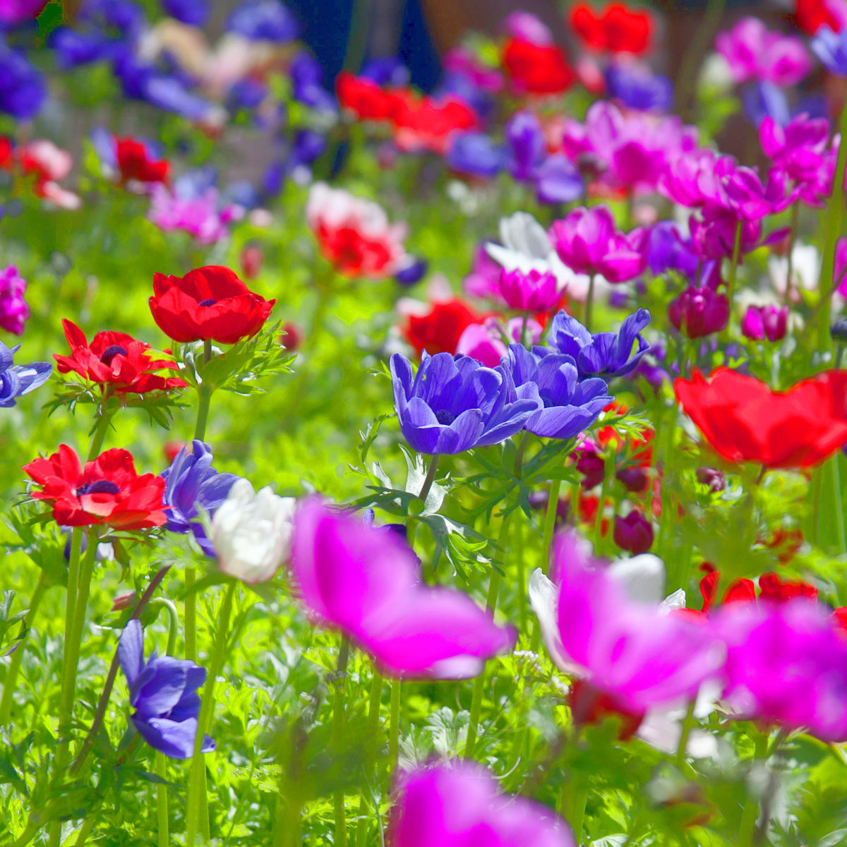 Anemone de fleuriste - coronaria De Caen melange