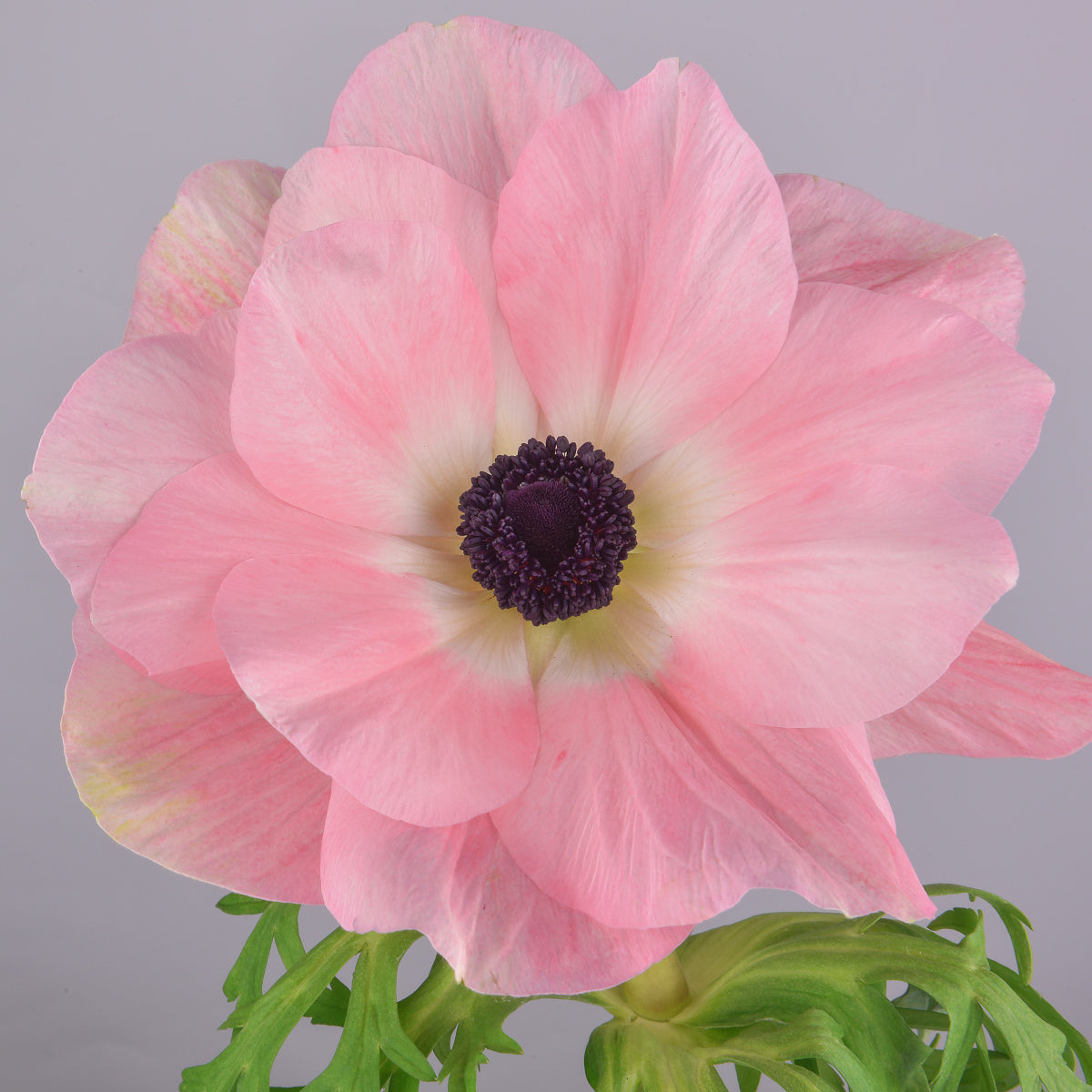 Anemone Galilee Rosa Chiaro, Anémone Mistral