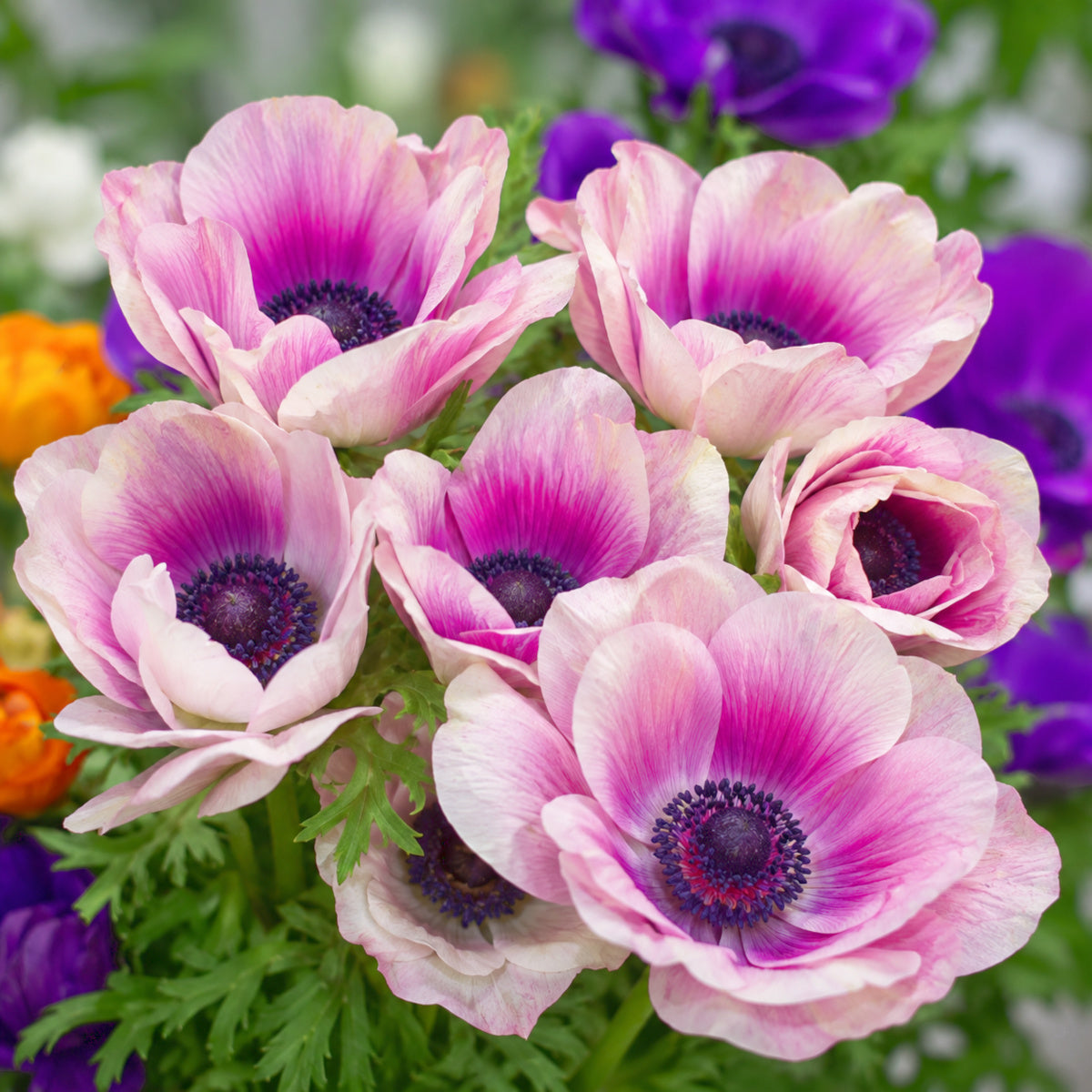 Anemone Rainbow Happy, Anémone Rainbow