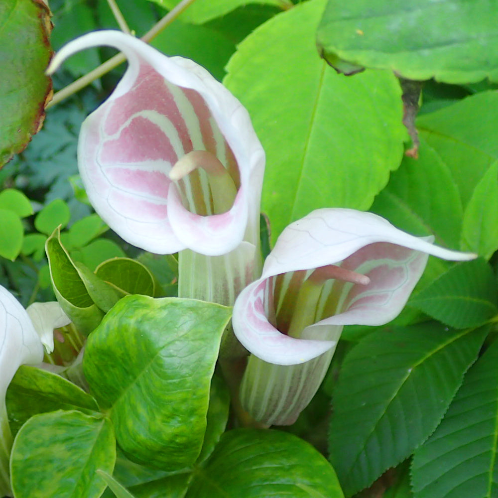 Arisaema candidissimum
