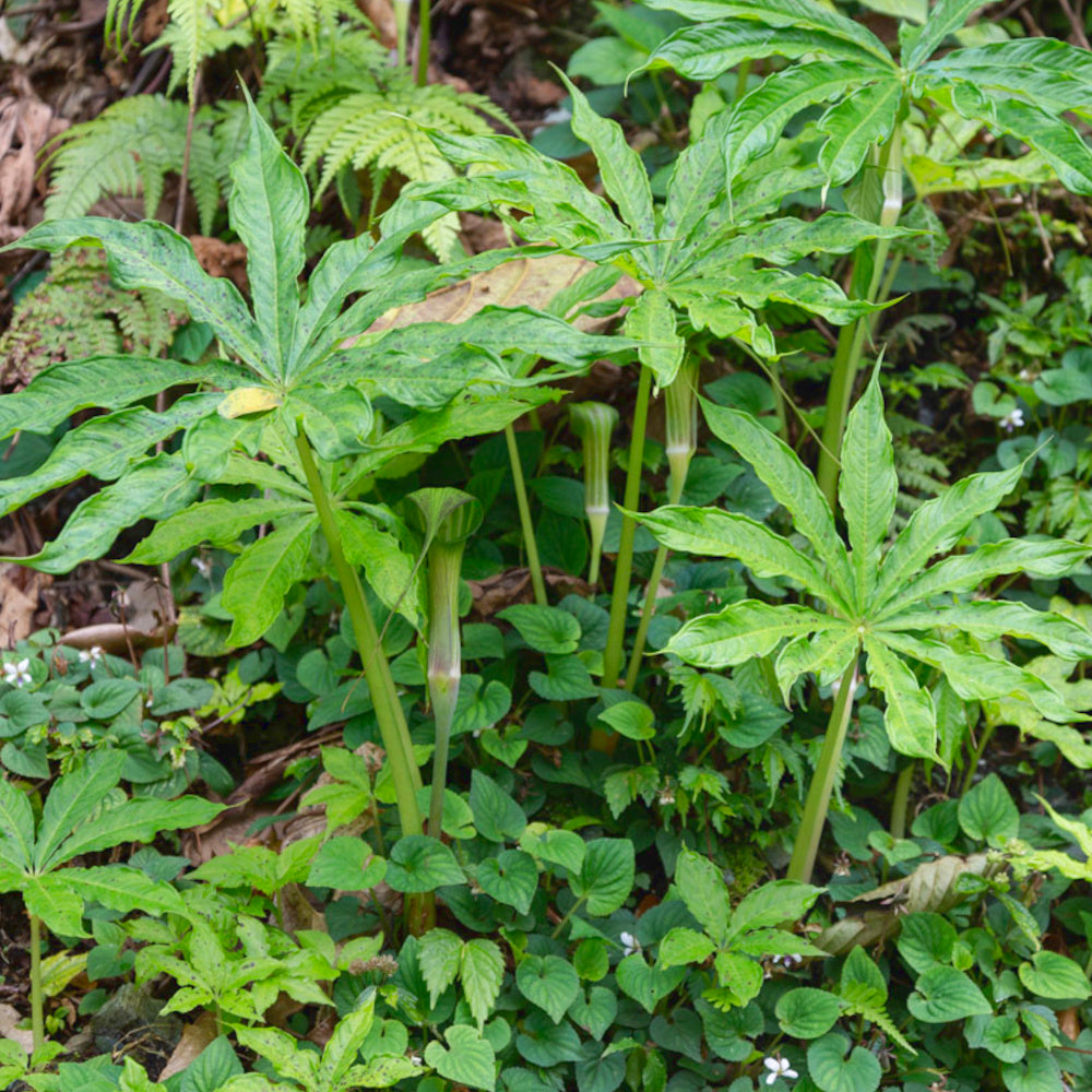 Arisaema concinnum