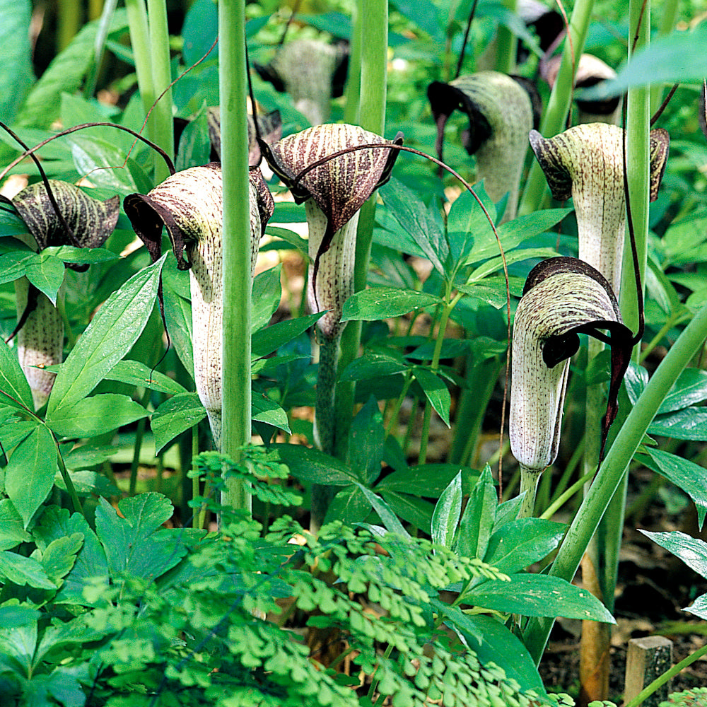 Arisaema urashima - thunbergii