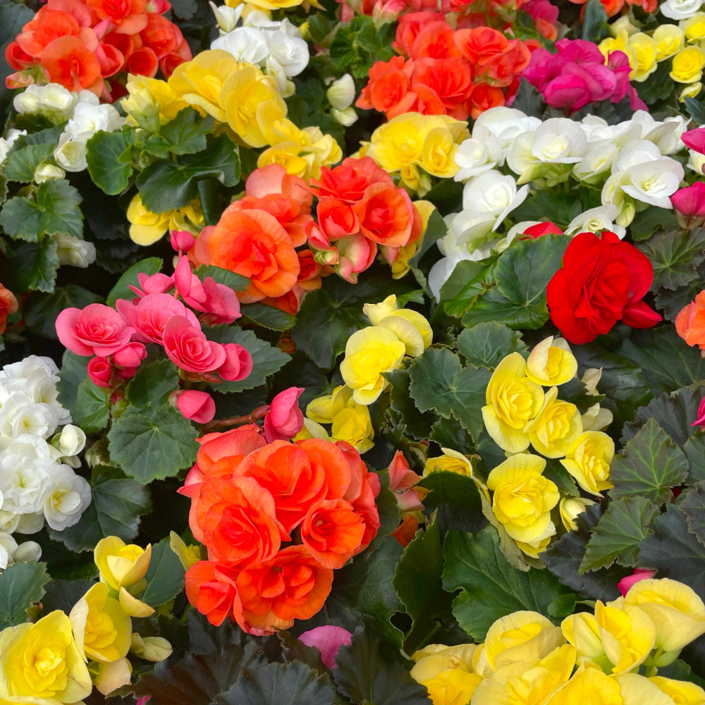 Begonia grandiflora - melange