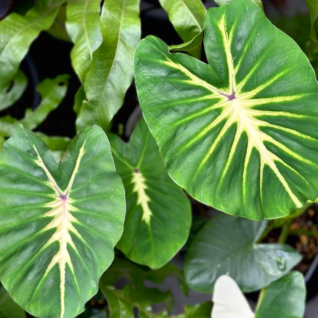 Colocasia esculenta White Lava
