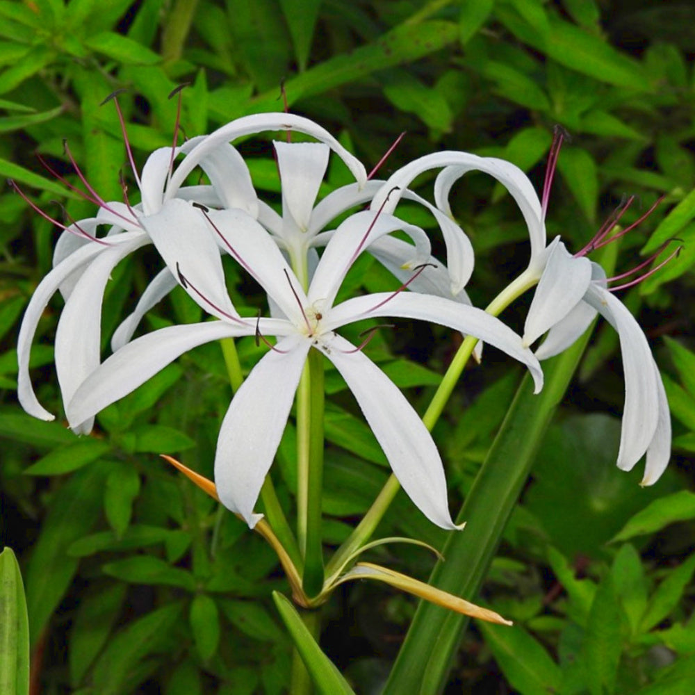 Crinum amoenum - C. asiaticum