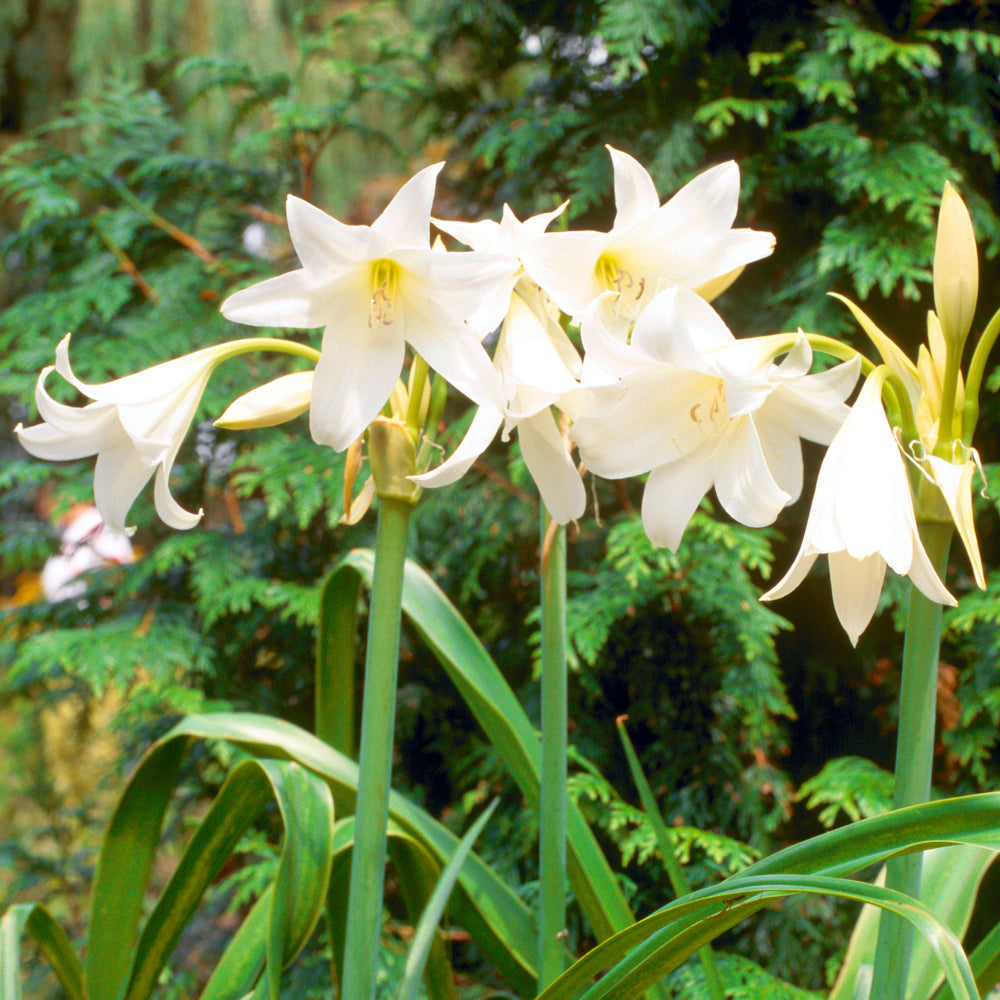 Crinum powellii Album