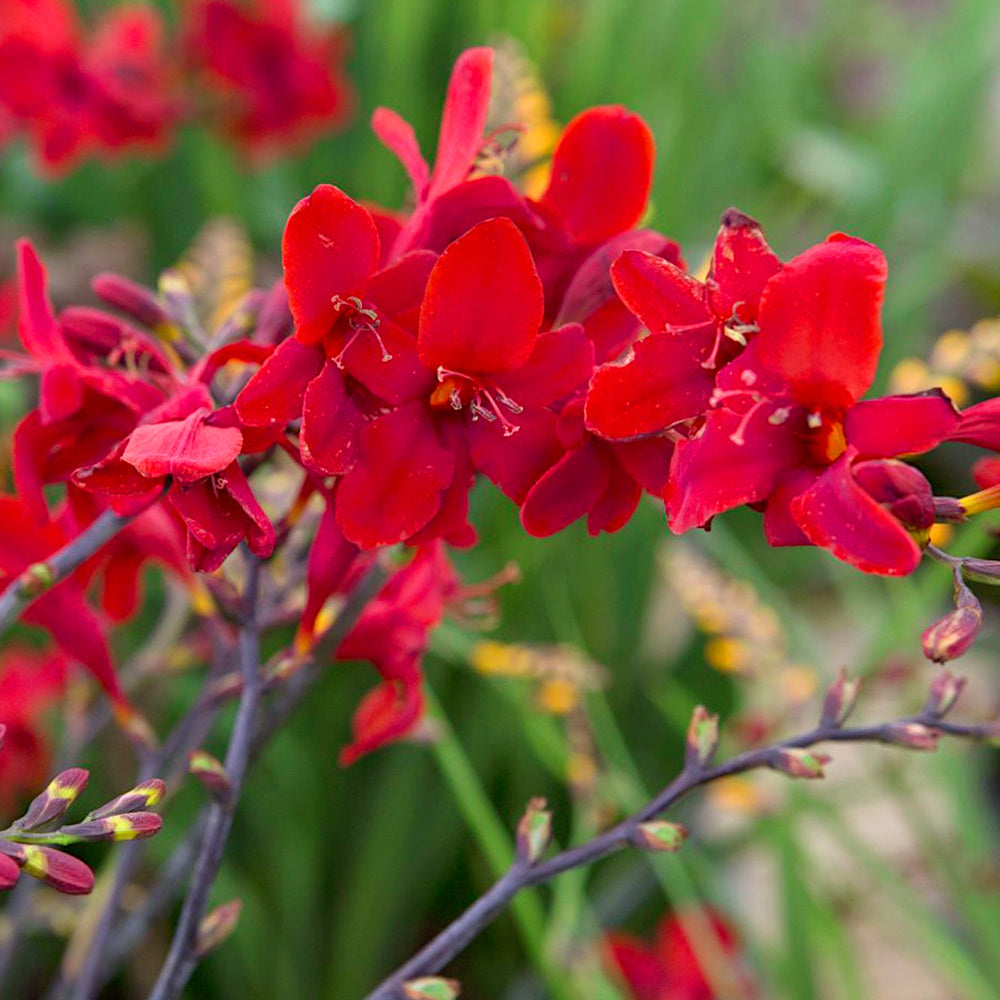 Montbretia - Crocosmia Hellfire - rouge velours