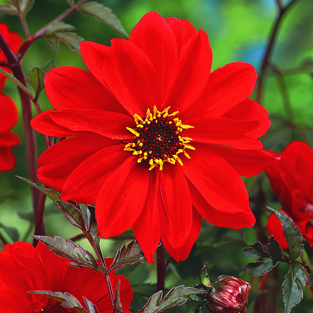 Dahlia Bishop Of Llandaff