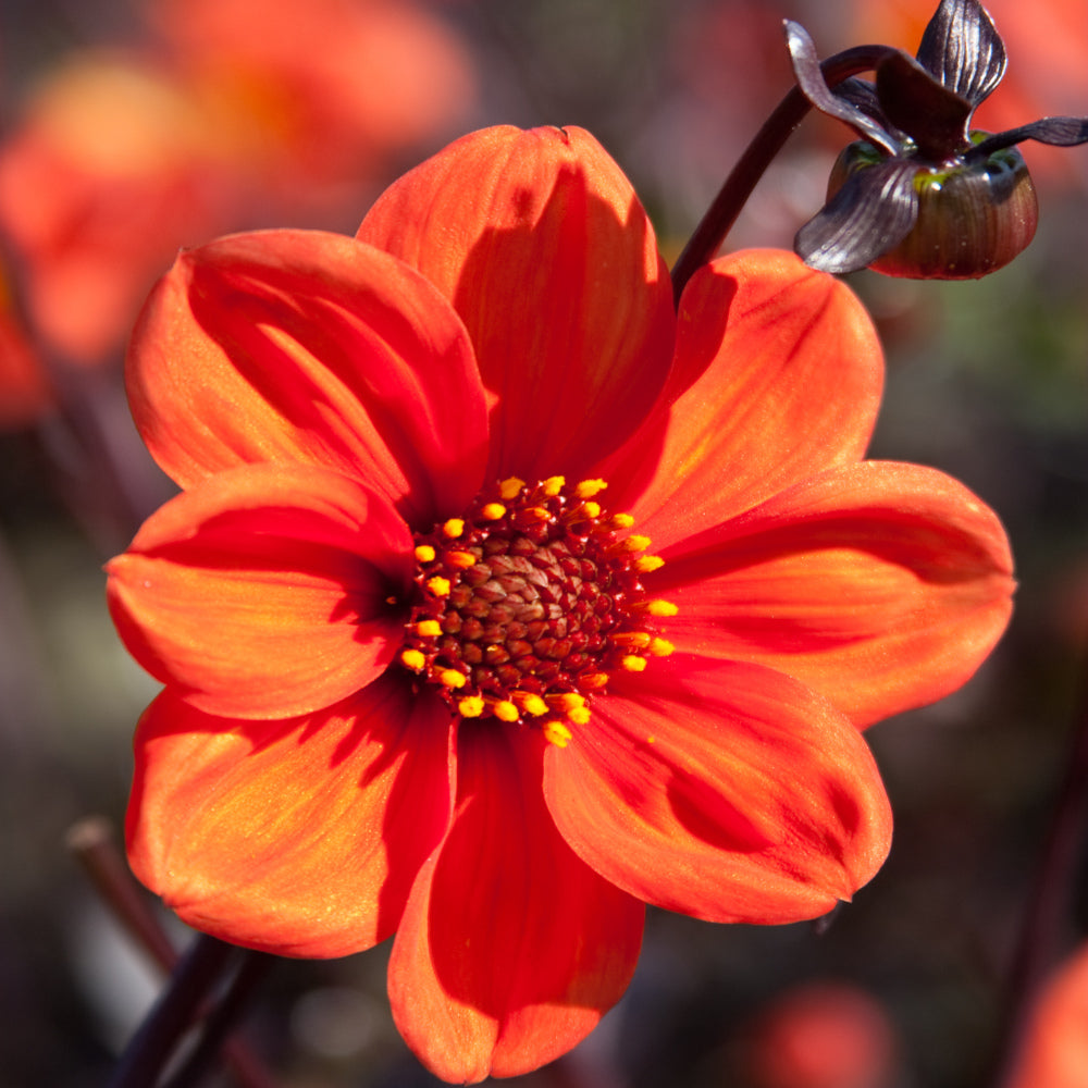 Dahlia Bishop of Oxford