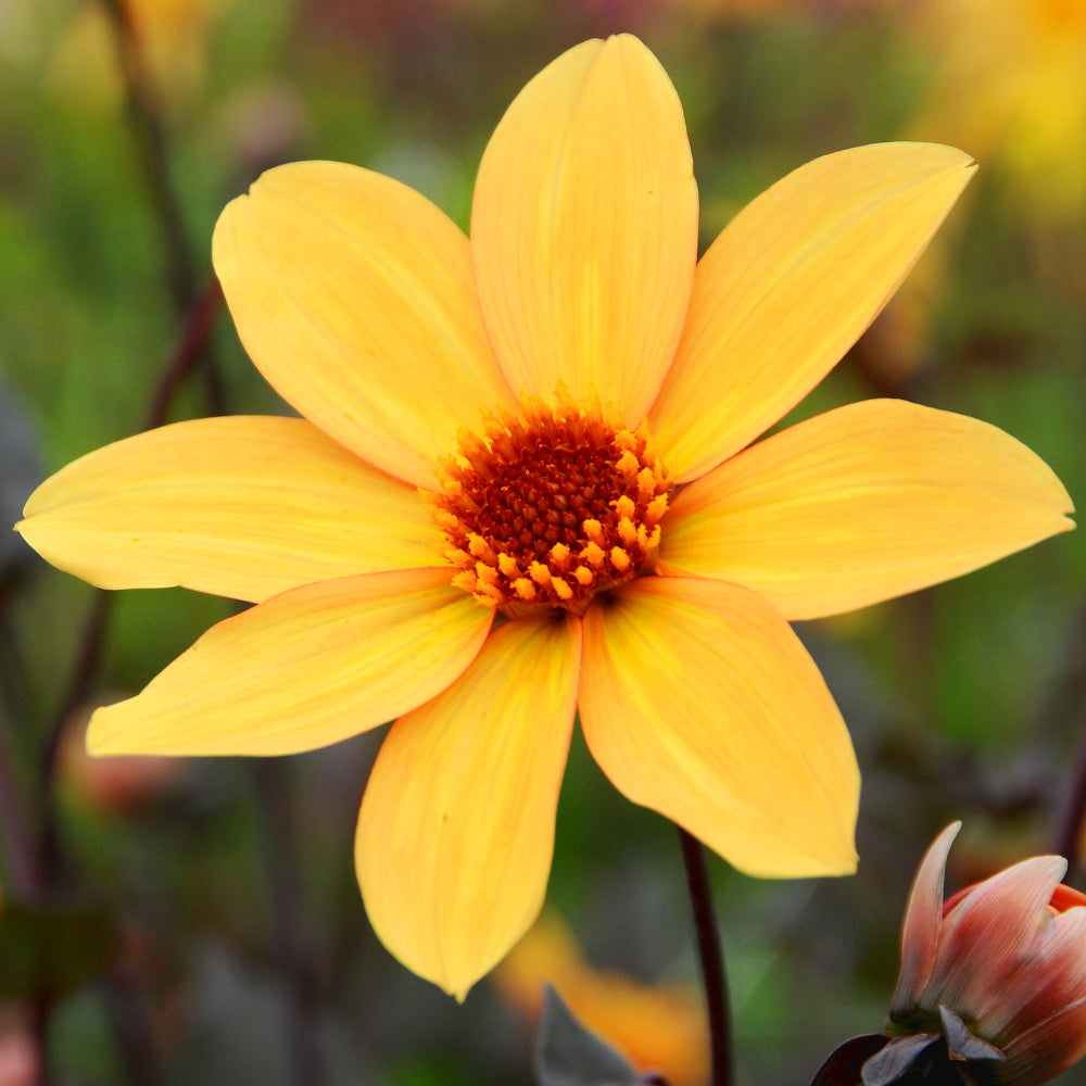 Dahlia Bishop of York