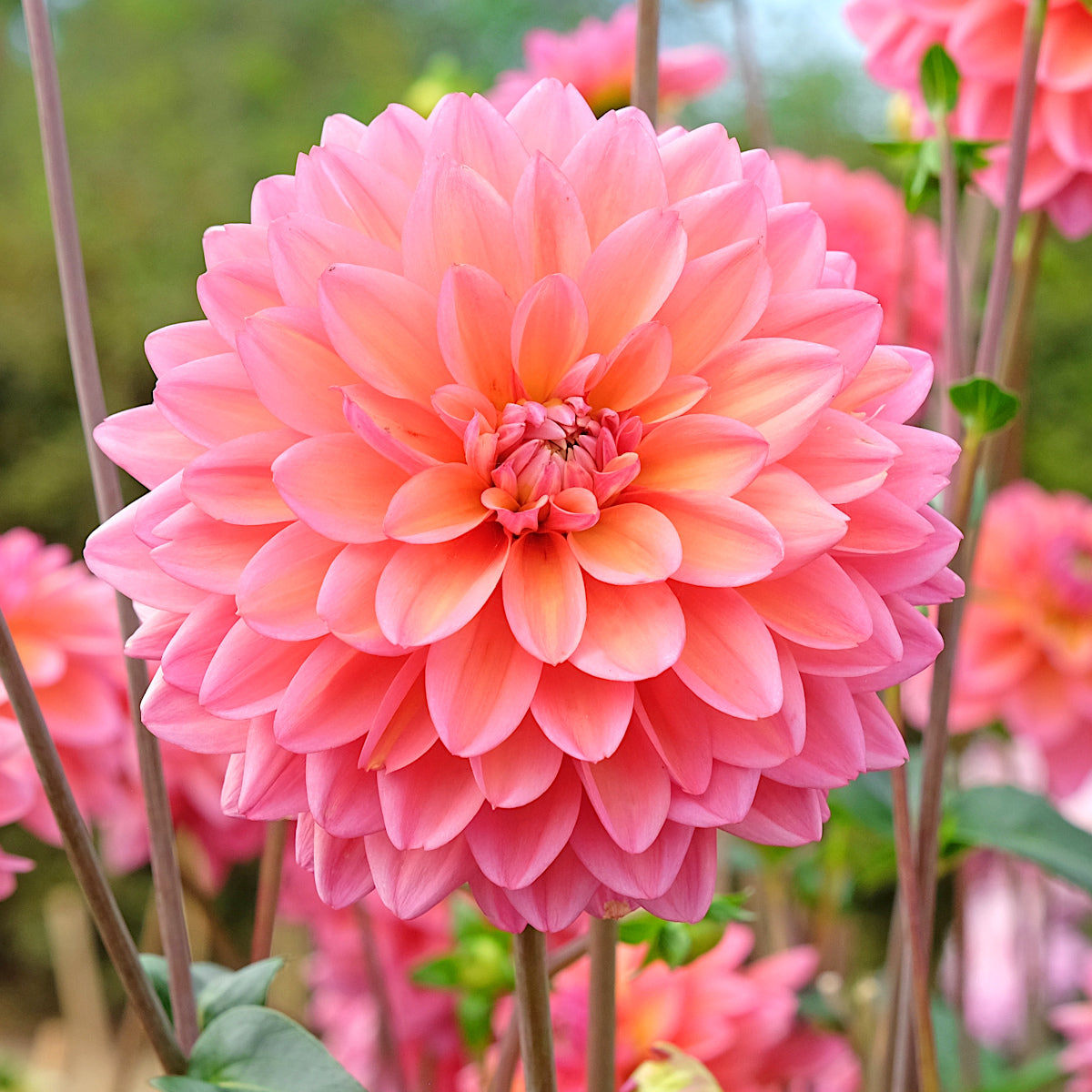 Dahlia Great Silence