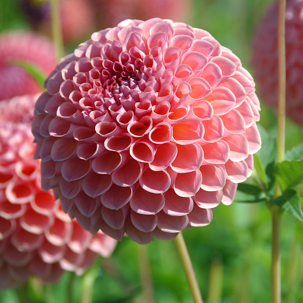 Dahlia Jowey Winnie