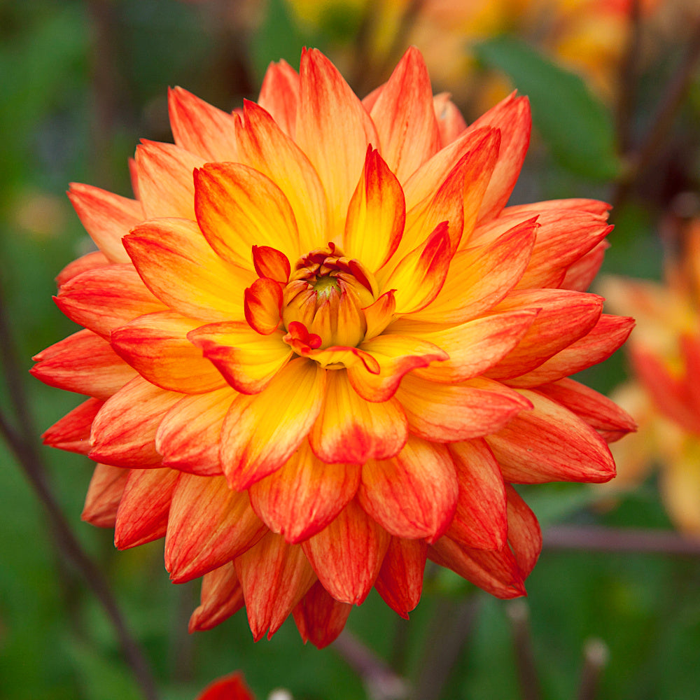 Dahlia Karma Fiesta