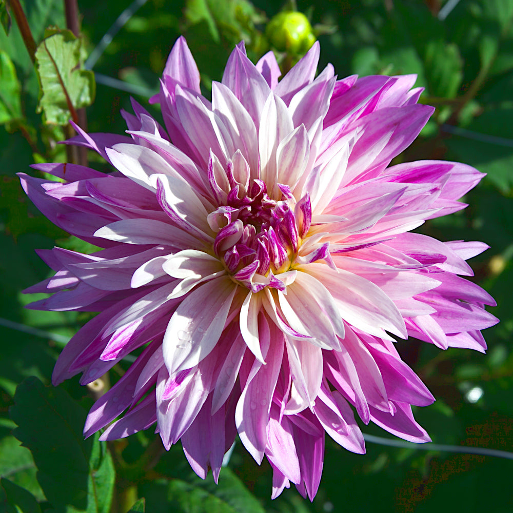 Dahlia Labyrinth Two Tone
