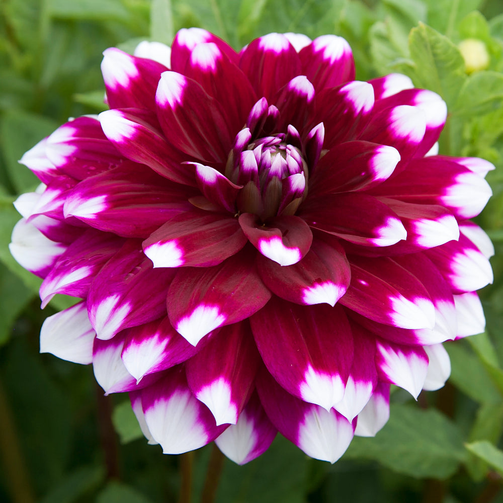 Dahlia Mystery Day