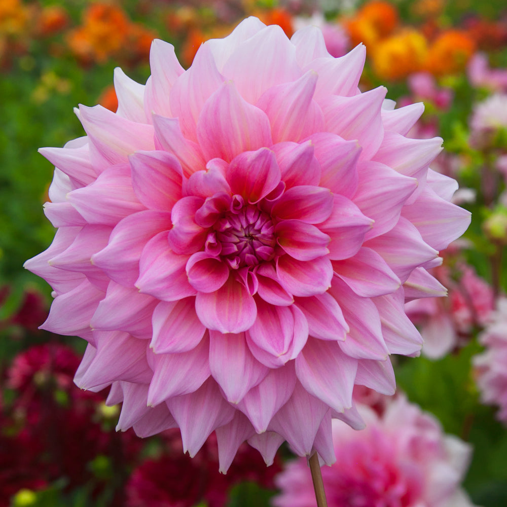 Dahlia Otto's Thrill