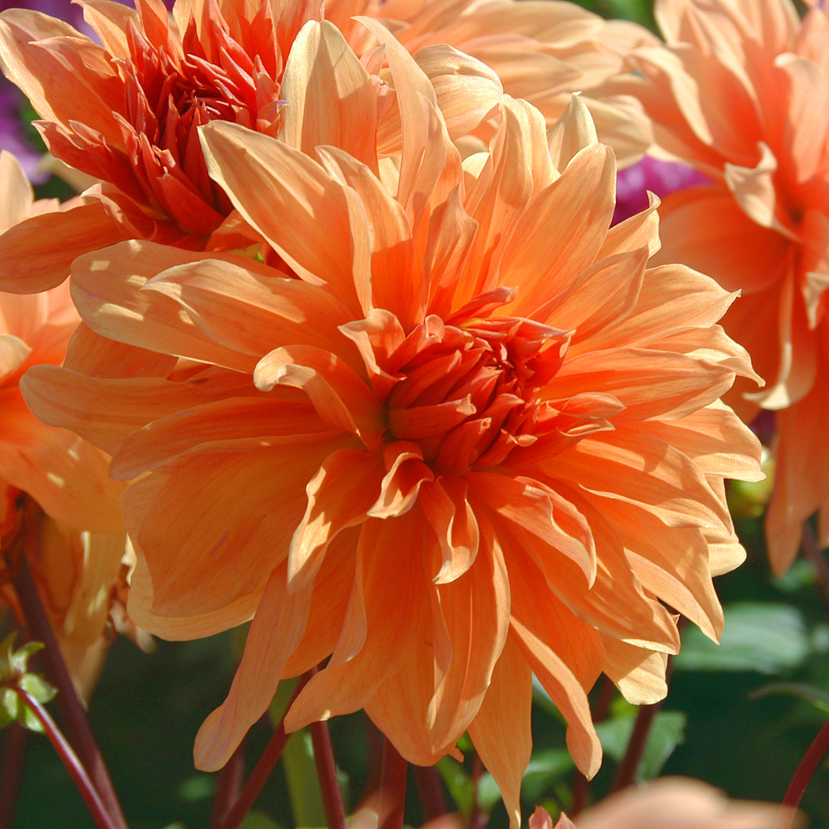 Dahlia Babylon Bronze