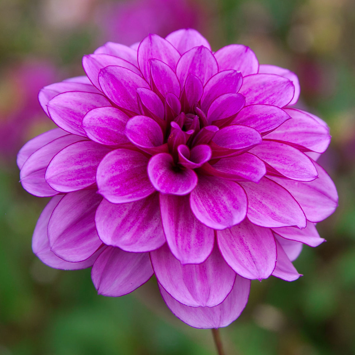 Dahlia Blue Bell