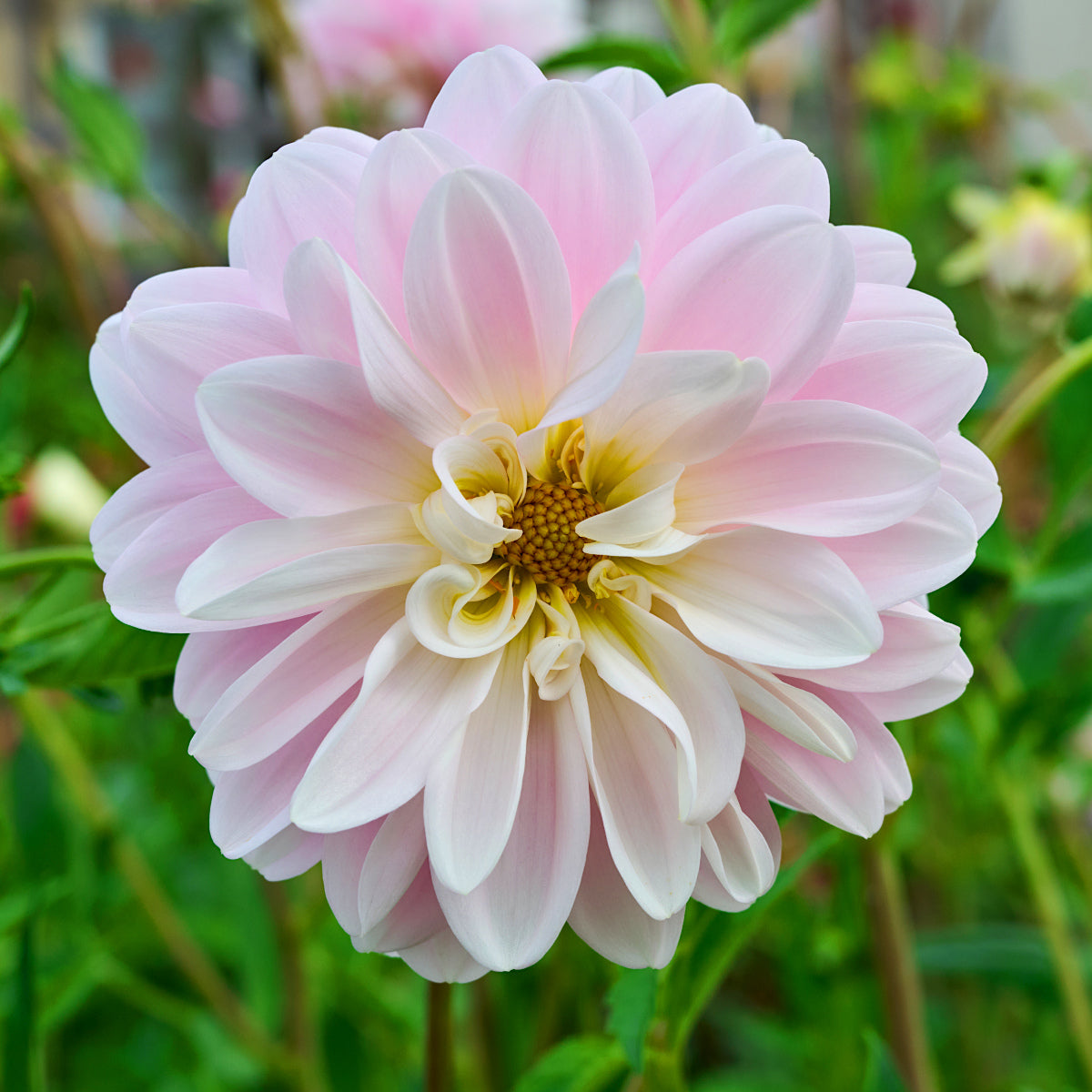 Dahlia Bracken Ballerina
