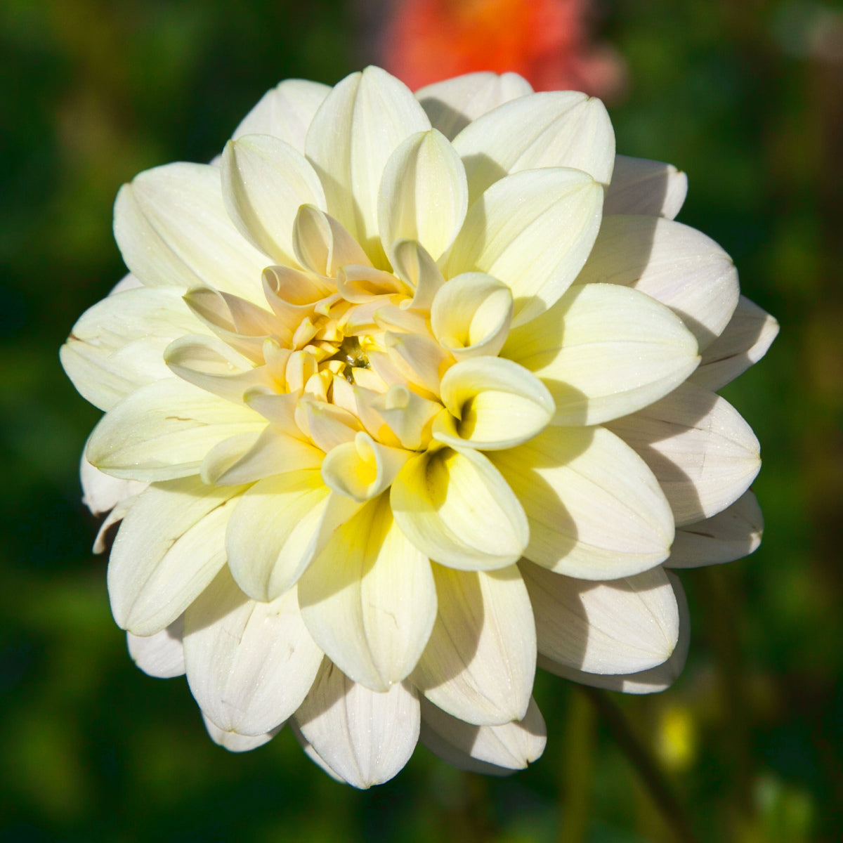 Dahlia Caramel Antique