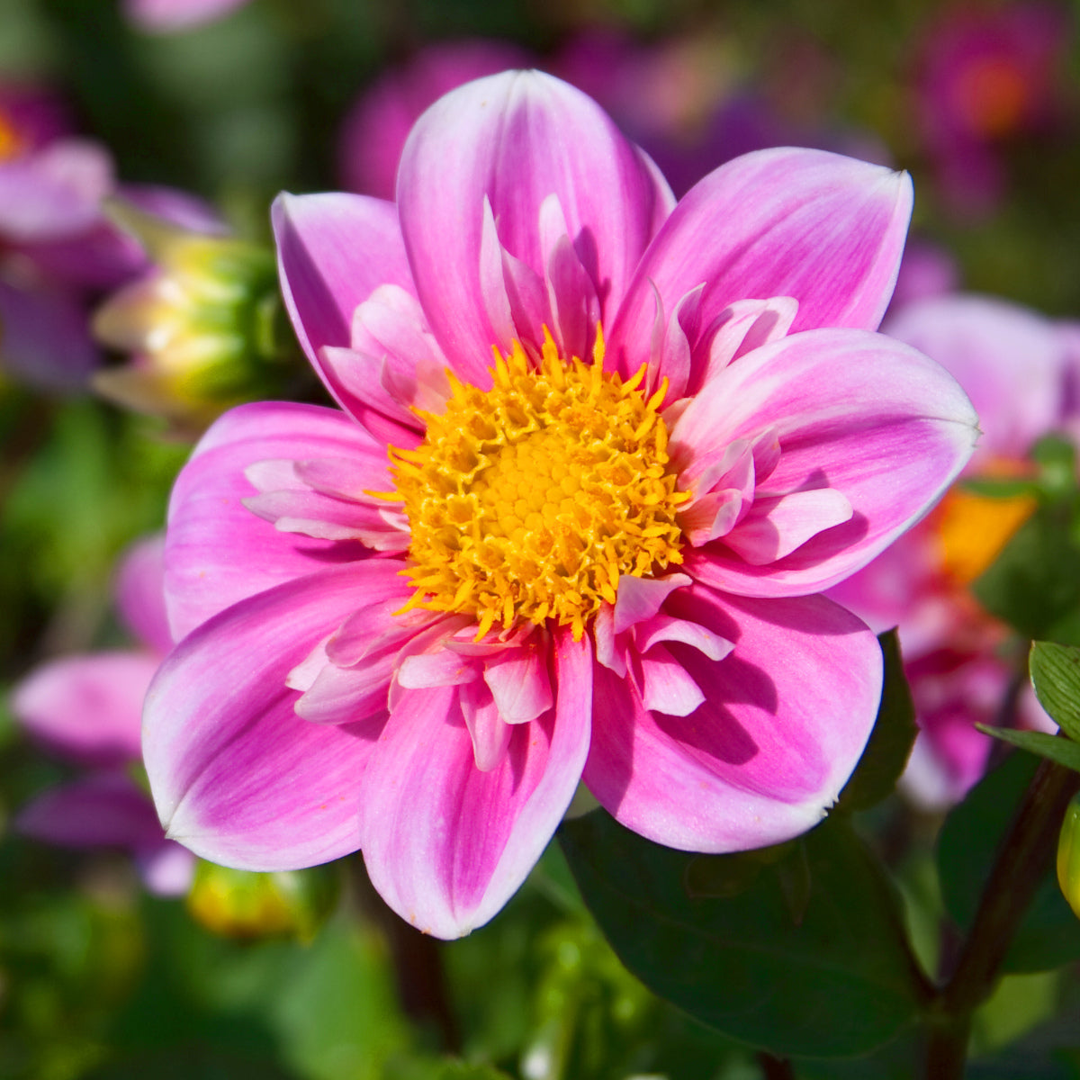 Dahlia Hartenaas
