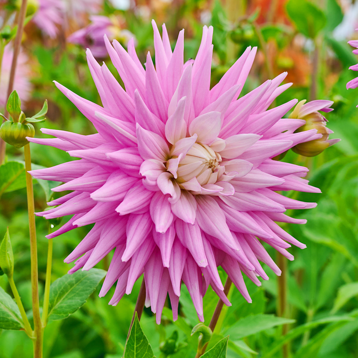 Dahlia Hillcrest Candy