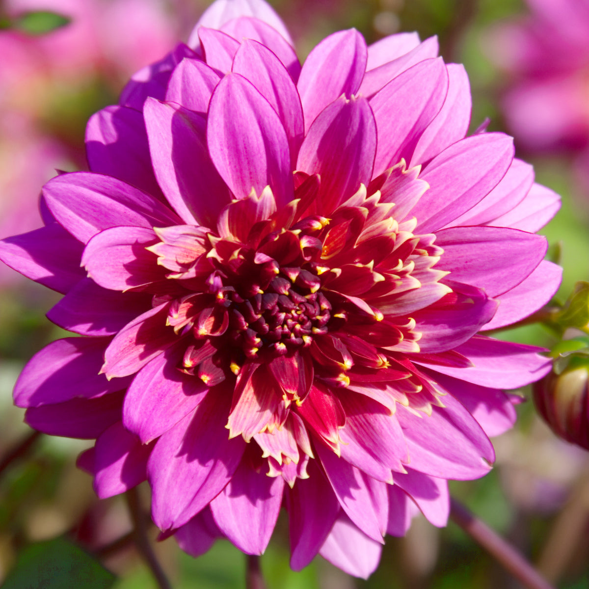 Dahlia Mambo