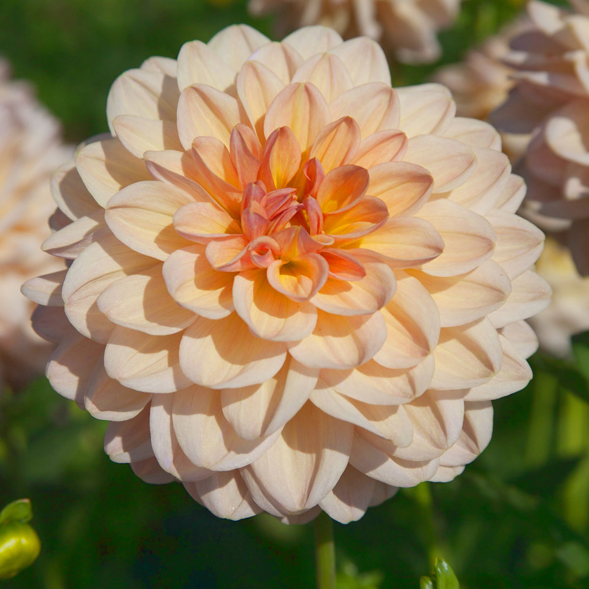 Dahlia Maya