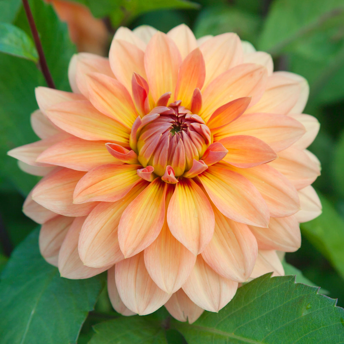 Dahlia Nicholas