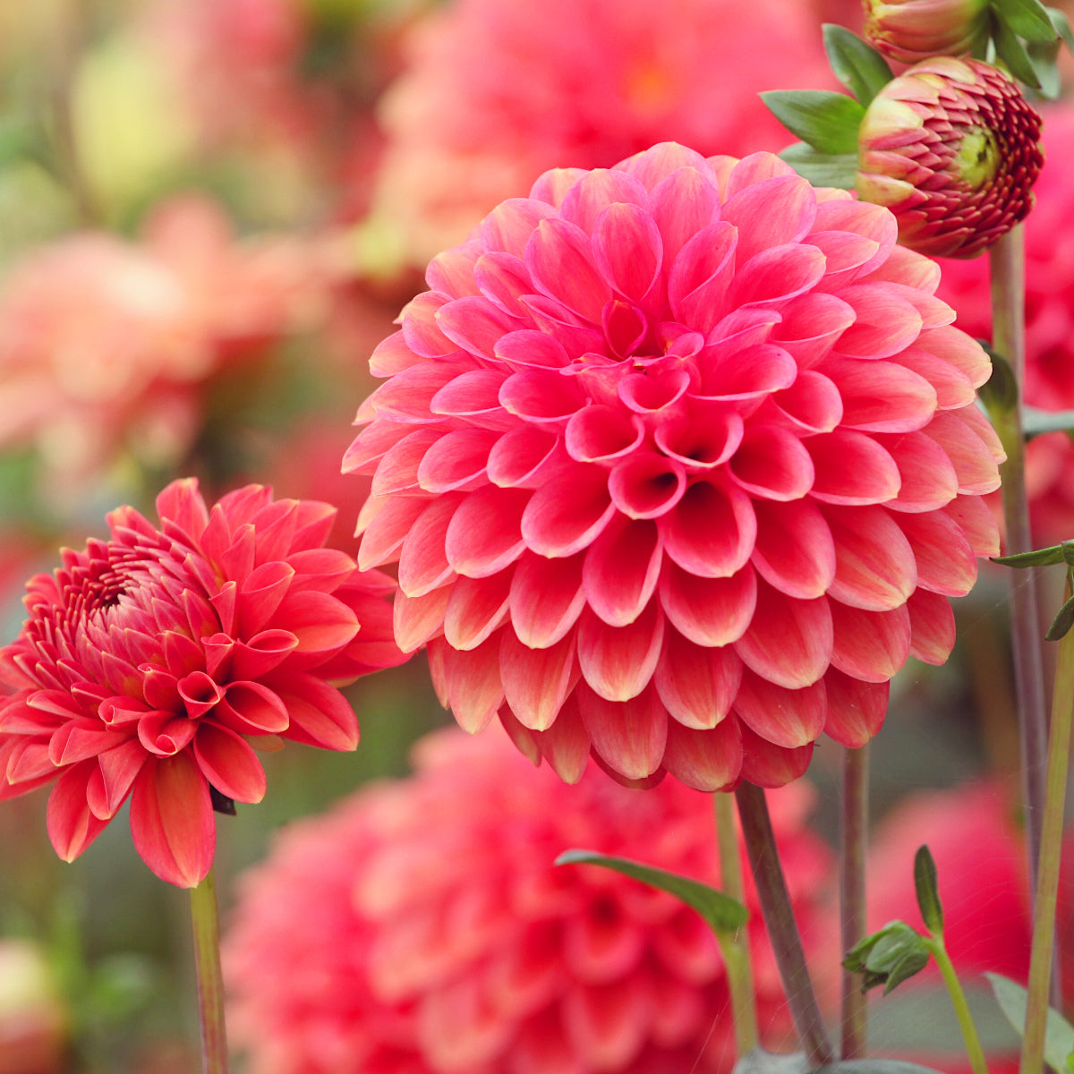 Dahlia Zundert Mystery Fox