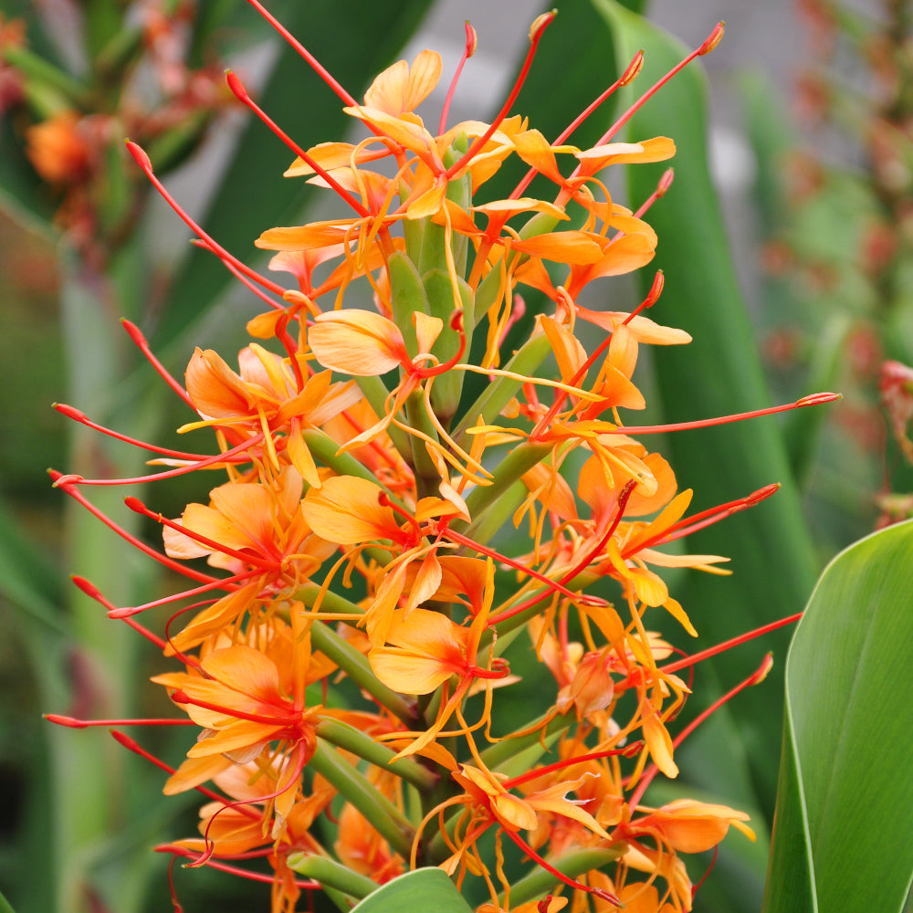 Hedychium aurantiacum - Gingembre ornemental